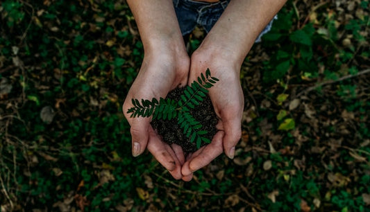 The Environmental Impact of Rolling Papers: Why ASH Premium is the Sustainable Choice